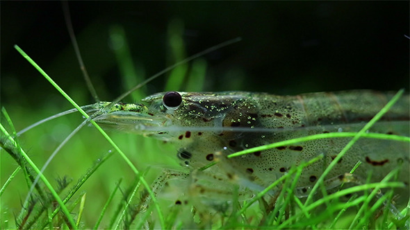 Amano Shrimp