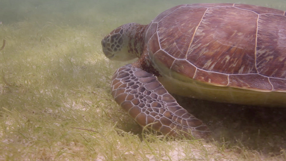 Loggerhead Turtle Filmed Underwater In Mexico 1