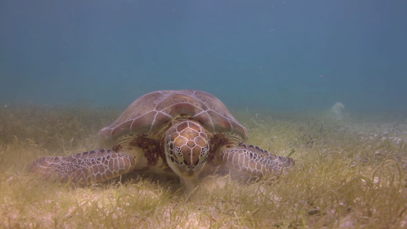 Loggerhead Turtle Underwater Mexico 10