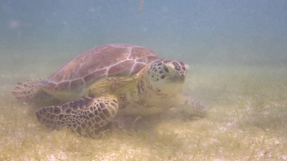 Loggerhead Turtle Underwater Mexico 13