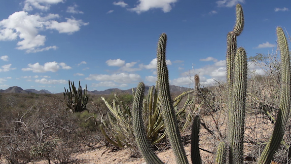 Desert Cactus Baja California Sur