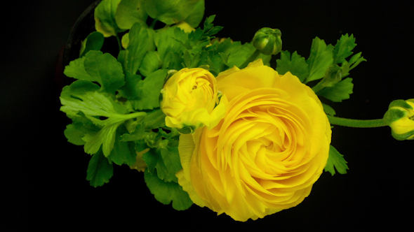 Yellow Flower Growing, Persian Buttercup 1