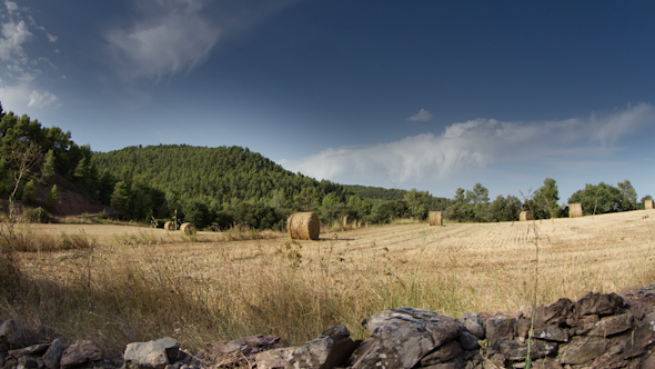 Harvest Field  2 alt