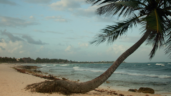 Paradise Beach Palm Tree Caribbean Mexico 8