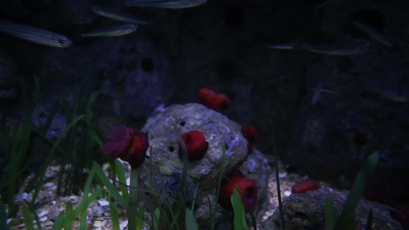 Fish And Sea Life In An Aquarium 21