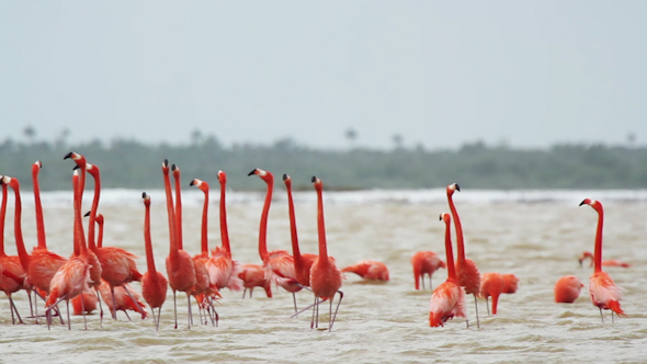 Pink Flamingo Mexico Wildlife Birds 7