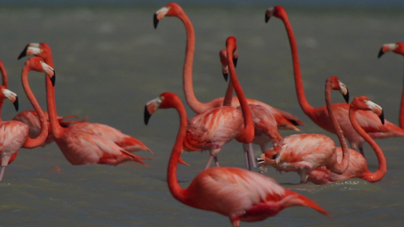 Pink Flamingo Wild Life Mexico Birds 19