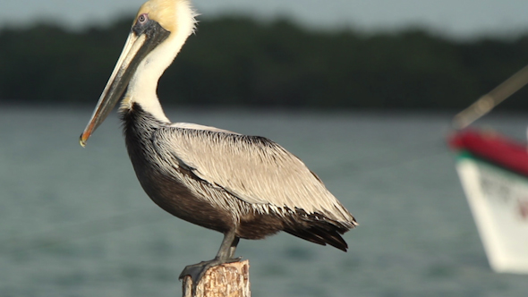 Brown Pelican Mexico Wildlife 15