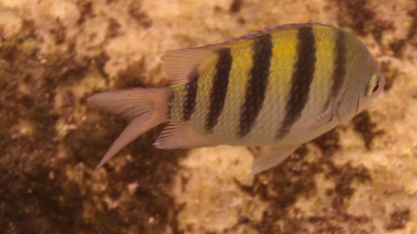 Caribbean Fish Underwater 3