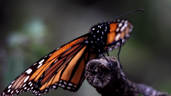 Monarch Butterfly Sanctuary Mexico 68