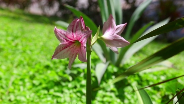 Pink Amaryllis alt