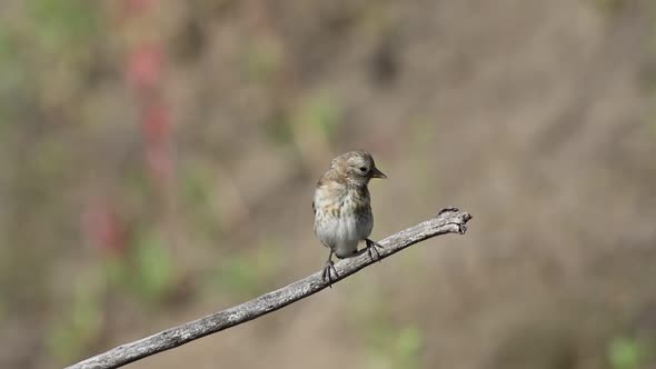 European goldfinch, Carduelis carduelis. A bird sits on a branch