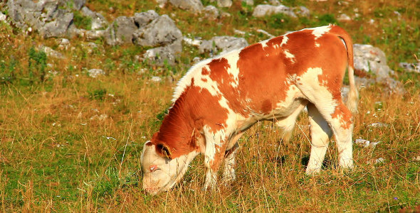 Young Calf on the Pasture alt