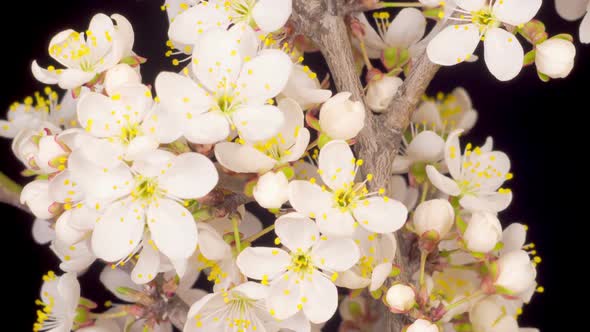 White Flowers Blossoms on the Branches Cherry Tree