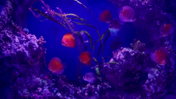 Bunch of colorful discus fish swimming underwater, sea life concept.
