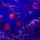 Bunch of colorful discus fish swimming underwater, sea life concept. - VideoHive Item for Sale