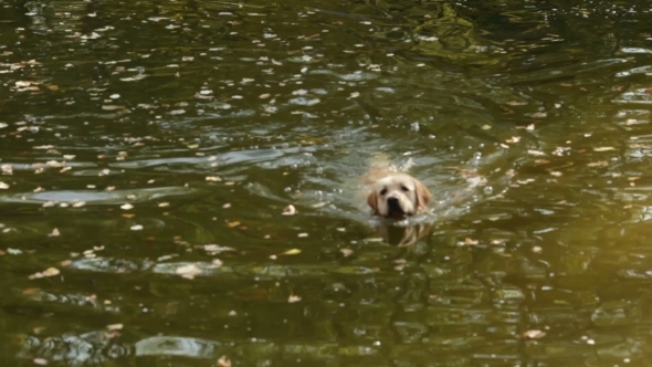 Dog Swims On a Lake