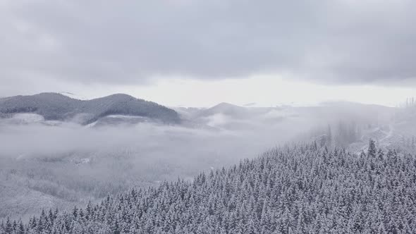 Flight Over Forest and Mountain in Winter
