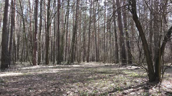 Forest Landscape Aerial View Slow Motion