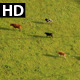 Cows Walking in Field - Aerial Footage in England - VideoHive Item for Sale