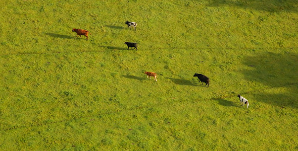 Cows Walking in Field - Aerial Footage in England