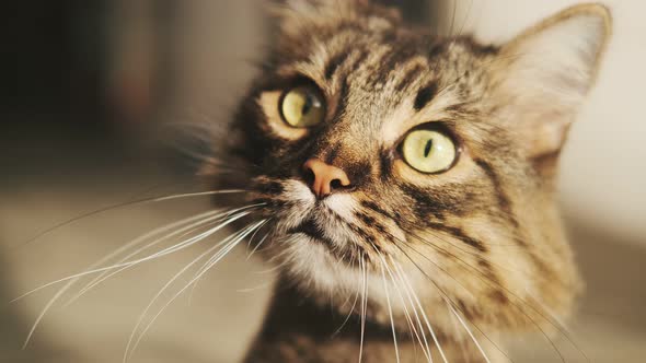 Close-up of a cute sitting cat in the sun. Striped domestic cat. Happy adorable pets concept. Trimme