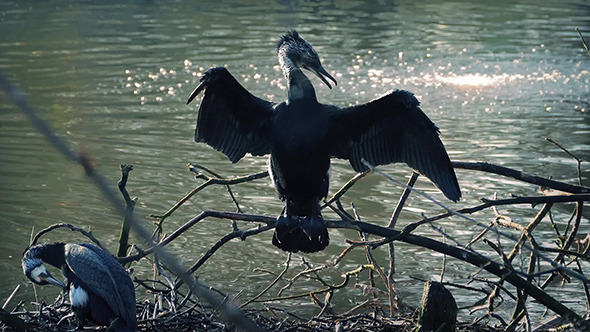 Swamp Bird Stretches Wings