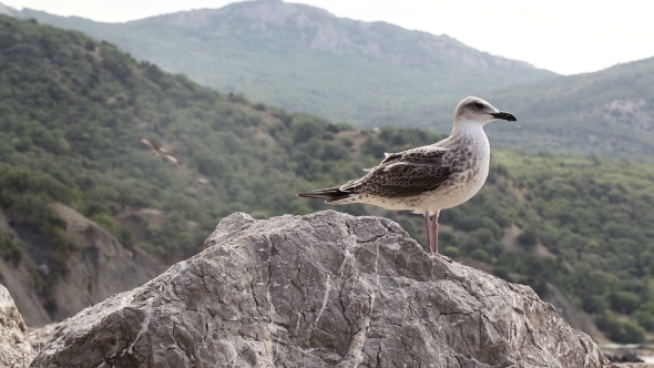 Seagull On Stone