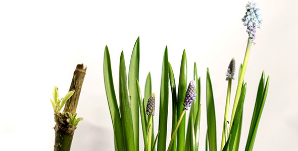 Growing Blue Muscari Flower alt