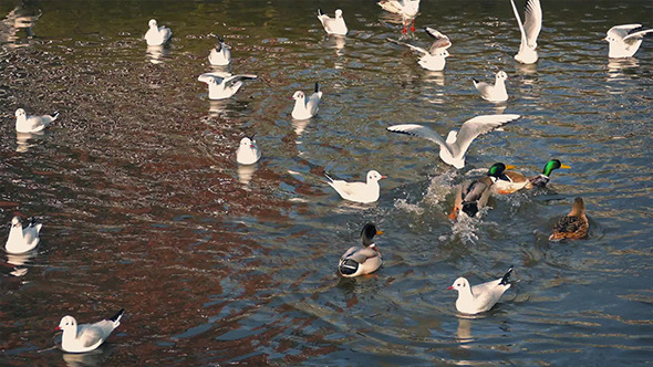 Ducks Startle Seagulls In Water