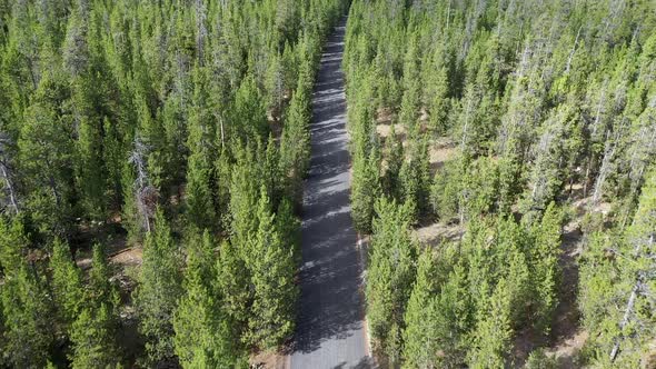 Flying over dirt road cutting through pine tree forest