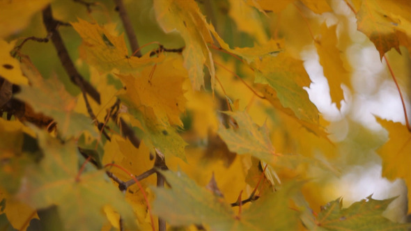 Yellow Autumn Leaves Swaying in The Wind