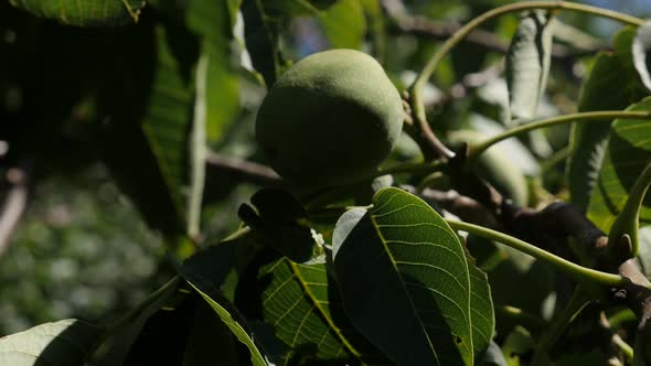 Green Juglans seeds close-up slow-mo  1080p FullHD footage - Walnut tree branches in slow motion 192