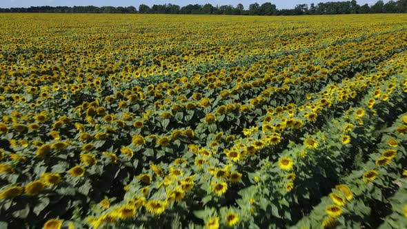 Field with Sunflowers in Summer Aerial View