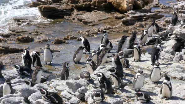 A group of African penguins (Spheniscus demersus) drying off after a swim in the cold Atlantic ocean
