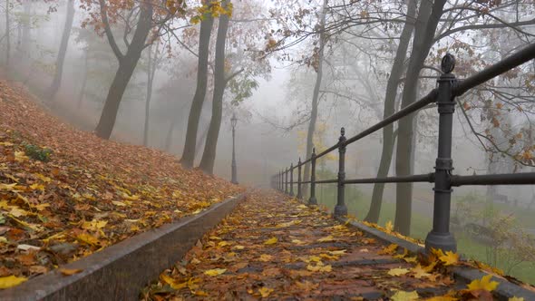 Autumn in Morning Foggy Park. Camera Lifting Above Wet Yellow Foliage 