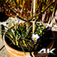 Blooming Flower on a Sunny Spring Day - VideoHive Item for Sale