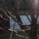Tree Branches in The Sun Pack - VideoHive Item for Sale