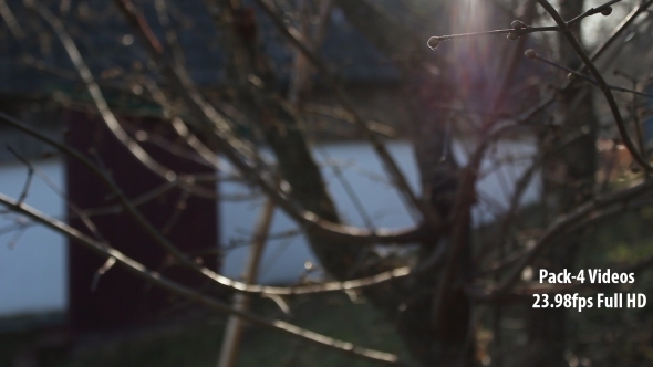 Tree Branches in The Sun Pack