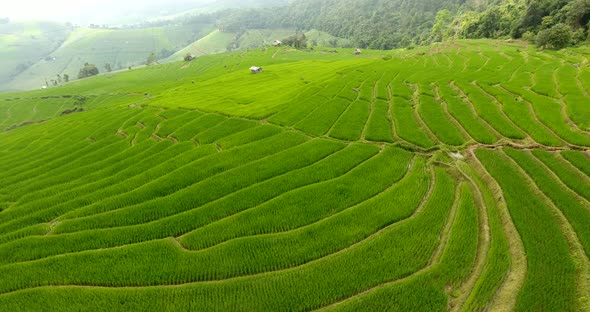 Rice Field Terrace on Mountain Agriculture Land