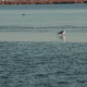 Lonely Seagul on Ice - VideoHive Item for Sale