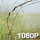 Dewy Spiderweb Sways in Wildflower Meadow - VideoHive Item for Sale