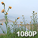 Wildflowers over Drought-Stricken Lake - VideoHive Item for Sale