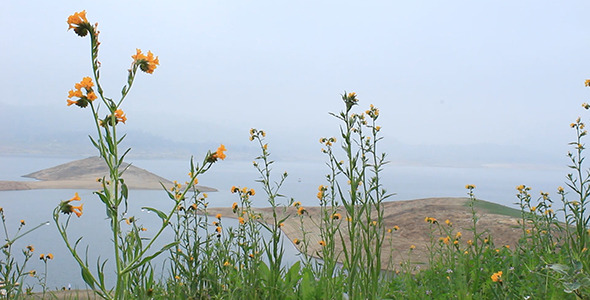 Wildflowers over Drought-Stricken Lake