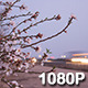 Spring Blossoms along a California Freeway - VideoHive Item for Sale