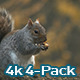 Squirrel (4 pack) - VideoHive Item for Sale