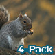 Squirrel (4 pack) - VideoHive Item for Sale