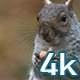 Squirrel - VideoHive Item for Sale