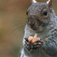Squirrel - VideoHive Item for Sale