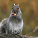 Squirrel - VideoHive Item for Sale